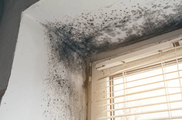 Affordable Crawl Space Mold Remediation solutions in McBain, MI